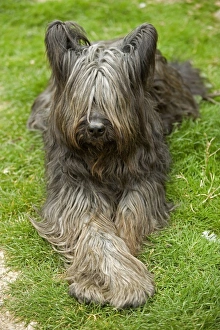 Images Dated 13th May 2007: Long-haired Dog - lying on grass