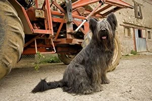 Long-haired dog - sitting infront of tractor on farm
