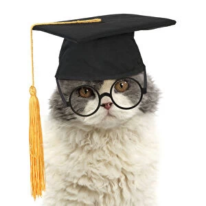 Board Gallery: Long-haired Selkirk Rex Cat, wearing glasses