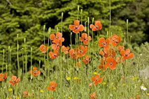 Greek Prints: Long-headed poppies - in flower and fruit; Greece