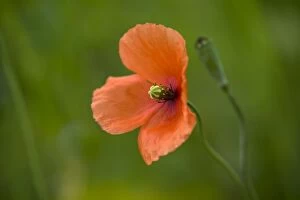 Images Dated 4th July 2007: Long Headed Poppy - Cornwall - UK