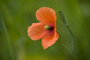 Images Dated 4th July 2007: Long Headed Poppy - Cornwall - UK