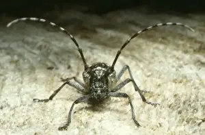 Long-horned Beetle. Central Colorado, USA. Fam: Cerambycidae. Wild