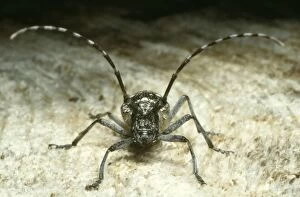 Images Dated 4th January 2008: Long-horned Beetle. Central Colorado, USA. Fam: Cerambycidae. Wild