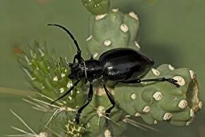 Images Dated 15th July 2006: Long-horned Cactus Beetle (Moneilema gigas) - Arizona - Feeding on cholla cactus - Feeds on many