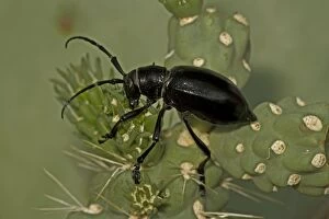 Images Dated 15th July 2006: Long-horned Cactus Beetle (Moneilema gigas) - Sonoran Desert - Arizona - USA - Feeding on cholla