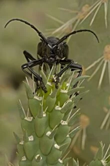 Images Dated 16th July 2006: Long-horned Cactus Beetle (Moneilema gigas) - Arizona - Feeding on cholla cactus - Feeds on many