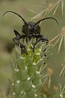 Long-horned Cactus Beetle (Moneilema gigas) - Arizona - Feeding on cholla cactus - Feeds on many kinds of cactus