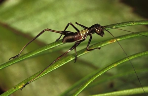 Images Dated 6th July 2006: A long-horned grasshopper or katydid (Tettigoniidae), an ant-mimicking species