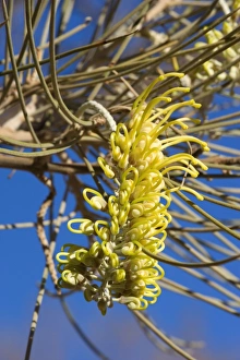 Images Dated 9th June 2008: Long-leaf Corkwood - intersting shaped, bright yellow blossom about to open fully