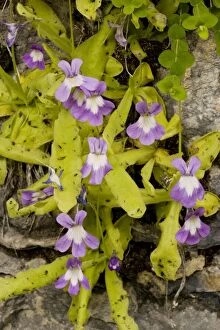 Butterwort Gallery: Long-leaved Butterwort (Pinguicula longifolia) on rock ledge, Pyrenees
