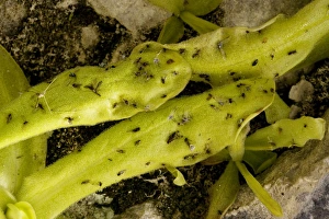 Images Dated 15th June 2006: Long-leaved Butterwort (Pinguicula longifolia) on rock ledge, Pyrenees: leaf with trapped insects