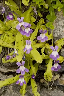 Insectivorous Prints: Long-leaved Butterwort (Pinguicula longifolia) on rock ledge, Pyrenees, Spain