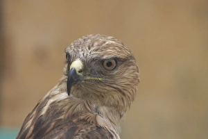 Long-legged Buzzard, juvenile, close up of head, rotated