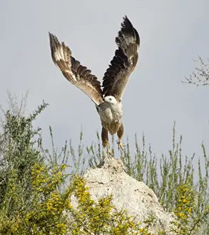Taking Off Prints: Long-legged Buzzard - taking off - Southern Cyprus - April