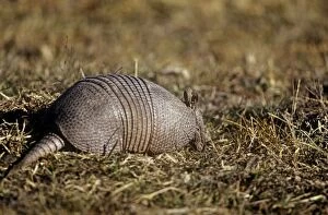 Images Dated 23rd February 2011: Long-nosed Armadillo