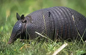 Armadillos Prints: Long-nosed Armadillo - Argentina - Uruguay - Brazil