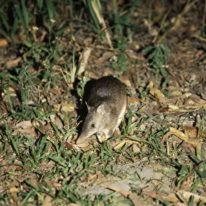 Long-nosed Bandicoot