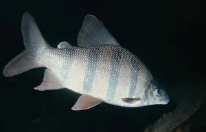 Long Nosed Prints: Long-nosed Distichodus Fish Angola, Zaire and Cameroon
