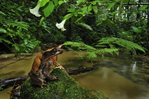 Images Dated 30th November 2008: Long-nosed Horned Frog / Malayan Horned Frog - beside a creek - Cameron Highlands - West Malaysia