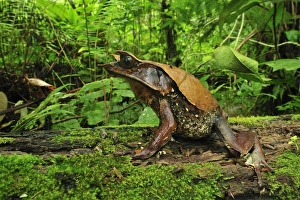 Images Dated 30th November 2008: Long-nosed Horned Frog / Malayan Horned Frog - Cameron Highlands - West Malaysia