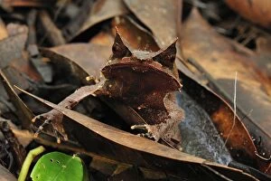 Reptiles & Amphibians Collection: Long-nosed Horned Frog / Malayan Horned Frog - camouflaged on leaf litter - Gunung Leuser National