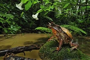 Long-nosed Horned Frog / Malayan Horned Frog - beside a creek