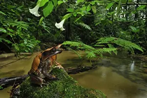 Long Nosed Prints: Long-nosed Horned Frog / Malayan Horned Frog - beside a creek - Cameron Highlands - West Malaysia