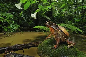Long-nosed Horned Frog / Malayan Horned Frog - beside a creek - Cameron Highlands - West Malaysia