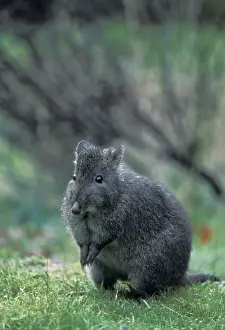 Potoroo Prints: Long-nosed Potoroo / Long-nosed Rat-kangaroo / Wallaby Rat - Australia