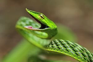 Long-nosed Vine Snake / Long-nosed Whip Snake /