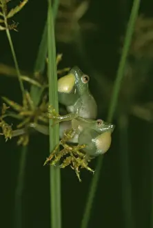 Long Reed Frogs PS 9577 Males fighting for calling perch © Peter Steyn / ARDEA LONDON