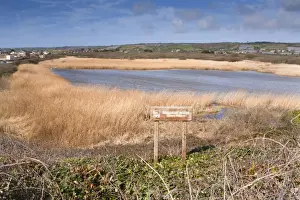 Reeds Prints: Long Rock Pool - Marazion Marsh - RSPB reserve - Cornwall - UK