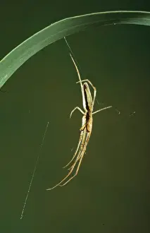 Long-sawed Orb-weaver Spider Eastern Australia