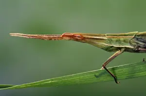 Grasshoppers Prints: Long Snout / Slant-faced Grasshopper