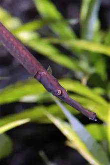 Pipefish Prints: Long Snouted Pipefish- largest freshwater pipefish; Thailand, Malaysia, Cambodia, China