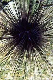 Images Dated 14th November 2008: Long-spined Sea Urchin - dangerously venomous spines