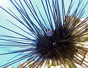 Echinoderms Gallery: Long Spined Sea Urchin, tropical seas