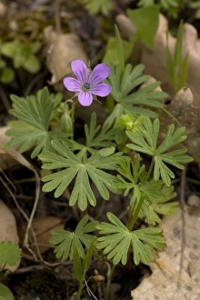 Images Dated 19th April 2006: Long-stalked cranesbill (Geranium columbinum). Somerset