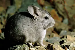 Russian Prints: Long-tailed Chinchilla - young