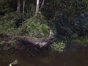 Crab Eating Prints: Long-tailed / Crab-eating Macaque - On river bank - Kinabatangan River
