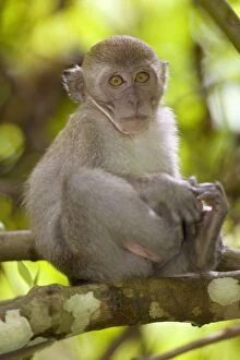 Long-tailed / crab-eating macaque - young sitting on a branch in dense tropical rainforest scratching itself