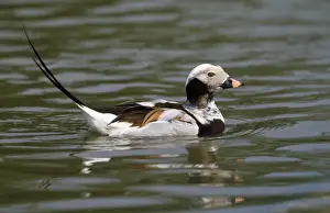 Long Tailed Prints: Long-tailed Duck