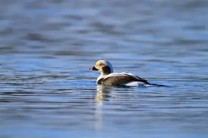 Long Tailed Prints: Long Tailed Duck - drake in winter - Cornwall, UK