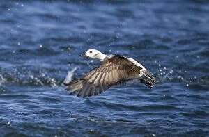Long-tailed Duck - female in flight