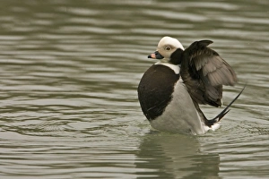 Images Dated 9th February 2007: Long-tailed Duck Flapping wings South East England, UK, Europe