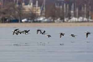 Images Dated 12th November 2008: Long-tailed Duck - in flight - Westport CT - USA - Nov