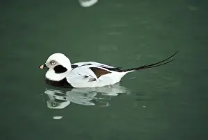 Long Tailed Prints: Long-tailed Duck - male