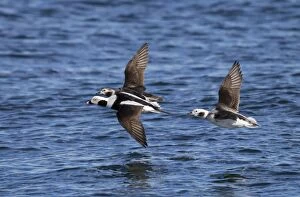 Long-tailed Duck - male and females in flight