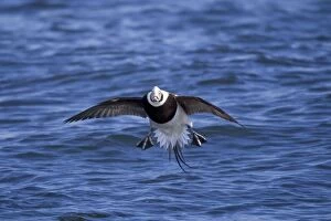 Long-tailed Duck - male in flight